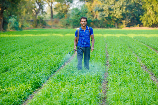 Indian Farmer Spraying Pesticides In Green Wheat Field 