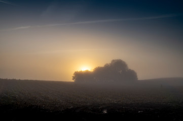 Early morning sunset on the field