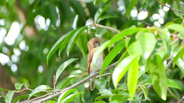 Scaly-breasted munia preening feathers and perching on tree branch