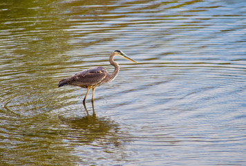 Great Blue Heron (Ardea Herodias) Fishing