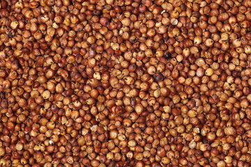 Fototapeta premium Sorgo seed (Sorghum Moench)