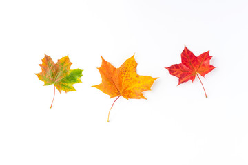 Autumn concept with colourful maple leaves isolated on white background. Top view. Flat lay