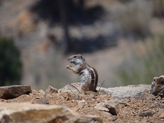 chipmunk on a rock