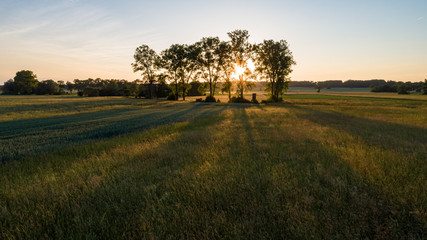 Fototapeta premium Baumgruppe im Sonnenuntergang von oben