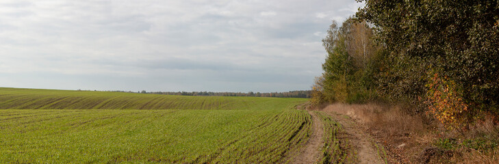 Fototapeta na wymiar Autumn panorama. Field with green winter shoots, blue autumn sky, country road and the edge of the forest with trees in the leaves of colorful autumn colors.