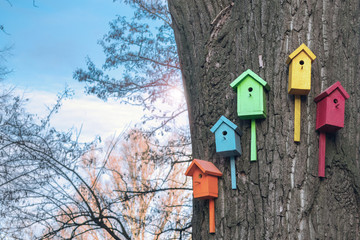 Many multicolored nesting boxes hang on a thick tree in the city. Five houses for the birds are on the trunk of a large tree. Nature conservation concept.