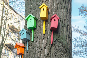  Five houses for the birds are on the trunk of a large tree. Nature conservation concept. Many multicolored nesting boxes hang on a thick tree in the city.