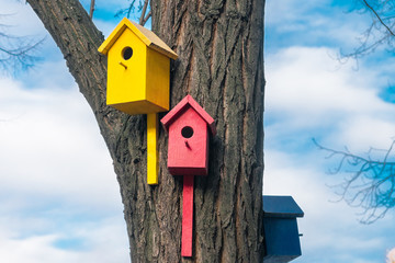 Two bright birdhouse hanging on a tree against a cloudy blue sky. Colored bird houses nailed to the trunk of a tree. Nature conservation concept.