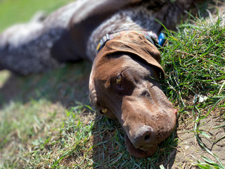 Puppy dog  breed German Shorthaired Pointer sleeping  on the grass.