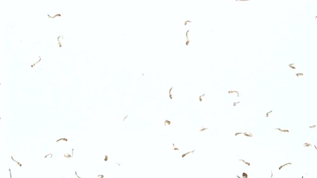 Mosquito larva while swimming on isolated white
