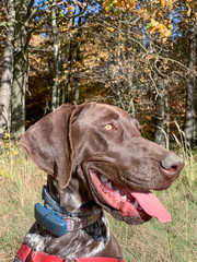 Portrait of puppy dog  breed German Shorthaired Pointer