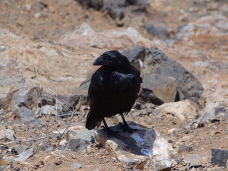 Crow