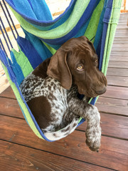 Young puppy dog  breed German Shorthaired Pointer in colorfullhammock
