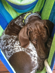 Young puppy dog  breed German Shorthaired Pointer in colorfullhammock