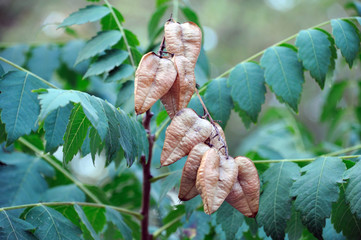 Fruits and leaves of Kölreiteria paniculata or fruits of the golden rain tree on a tree in the garden