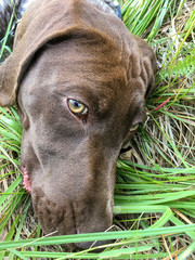 Head of young puppy dog - breed German Shorthaired Pointer