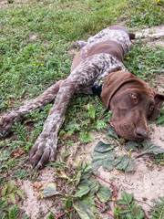 Young puppy dog - German Shorthaired Pointer