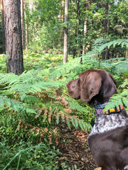 Portrait of puppy dog  breed German Shorthaired Pointer.