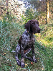 Puppy dog  breed German Shorthaired Pointer in the forest - Poland.