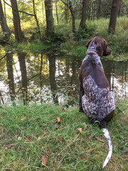 Puppy dog  breed German Shorthaired Pointer in the forest - Poland.