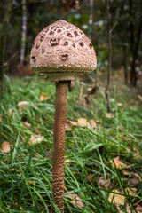 Macrolepiota procera edible tasty mushroom found during mushrooming in Poland, autumn food from the forest.