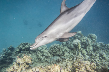 Obraz na płótnie Canvas Delfin