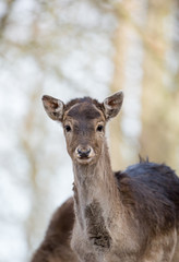 Deer in a park in Denmark