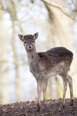 Naklejka na ściany i meble Deer in a park in Denmark