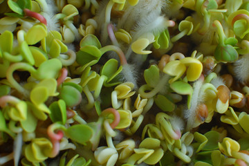 Microgreens sprouts. Macro. Healthy eating concept