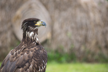 Young Bald Eagle