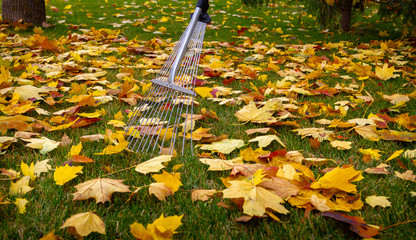 Autumn.Harvesting fallen yellow leaves in the autumn park.