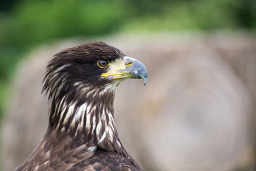 Young Bald Eagle