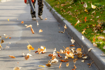 A man with a garden vacuum cleaner brings and maintains cleanliness on the lawns in the park on a sunny day. Yellow leaves circle when harvested in the sun.