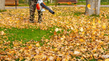 A man with a garden vacuum cleaner brings and maintains cleanliness on the lawns in the park on a sunny day. Yellow leaves circle when harvested in the sun.