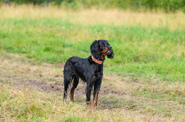The dog of breed of Gordon setter with the red collar is standing in a field.