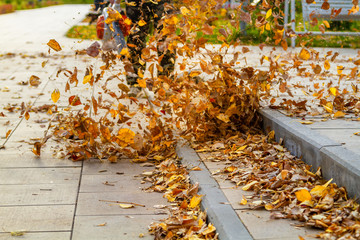 A man with a garden vacuum cleaner brings and maintains cleanliness on the lawns in the park on a sunny day. Yellow leaves circle when harvested in the sun.