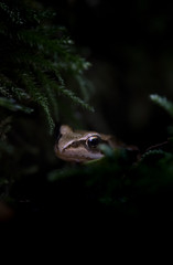 Frog in the dark forest