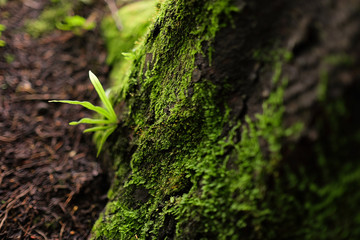 Moss in a tropical forest