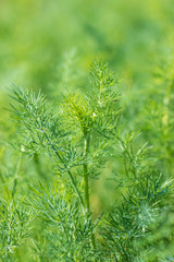 green dill branches as background