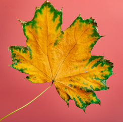 maple autumn leaves on a pink background