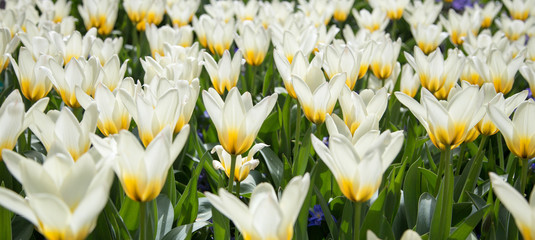 Tulips in Kaukenhof in Nederlands