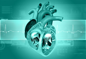 Human heart anatomy with ecg graph background. 3d illustration