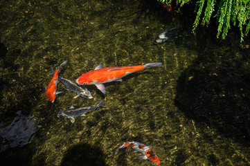 Many colorful koi fish play in the pool. Close up, top view.
