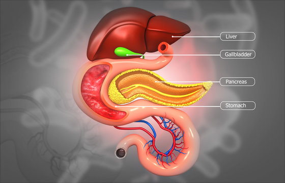 Human digestive system anatomy. 3d illustration