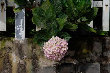 Hydrangea blossoming by the wall