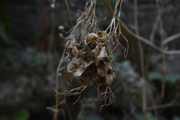 Las flores del jardín se marchitan al final del verano.