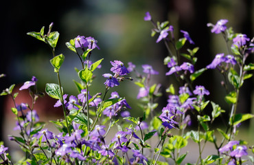 Forget me not in sunlight