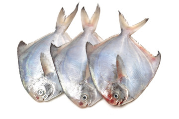 Fresh pomfret isolated on a white background
