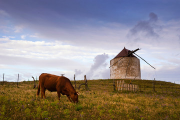 Bull grazing next to the old water mills in Vejer de la Frontera at sunset, Cadiz province, Andalusia, Spain © inigolaitxu