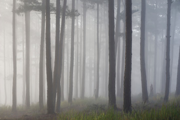 Pine forest in morning mist